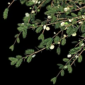 Umbrella Stab Acacia Tree Umbrella Stab Tree Umbrella Stab Acacia Umbrella Thorn 3d model