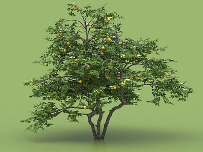 Lush Green Leafy Tree with Yellow Fruits and Double Trunks on Green Background 3d model