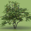 Lush Green Leafy Tree with Yellow Fruits and Double Trunks on Green Background