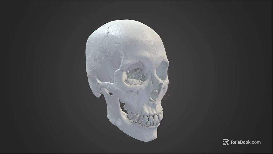 Human Skull Model As Medical Device For Anatomical Education And Research 3d model 