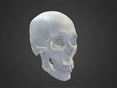 Human Skull Model As Medical Device For Anatomical Education And Research 3d model