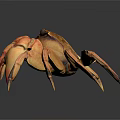Brown Crab With Orange Pincers And Multiple Legs Displayed On Dark Background Exhibiting Fine Texture