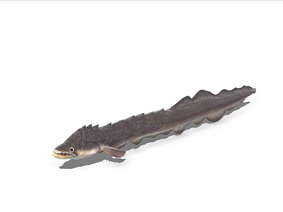 Long Black Aquatic Animal With Slender Body And Wavy Dorsal Fin Swimming 3d model
