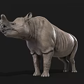 Realistic 3D Rhinoceros Model With Gray Skin Standing On Black Background