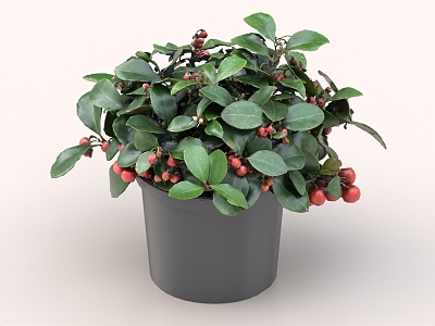 Red Bean Creeping Bilberry Bonsai model