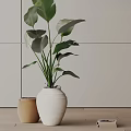Indoor Decor Green Potted Plant with Large Leaves in White Ceramic Pot on Wooden Tabletop