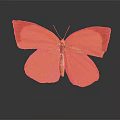 Vibrant Yellow Butterfly With Brown Edged Wings On Dark Background And Reflection