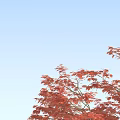 Three Tall Arbor Trees With Vibrant Red Leaves Against Blue Sky
