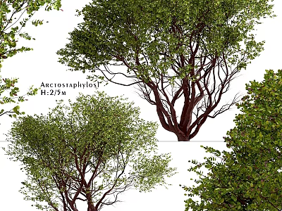 Decorative Acacia Pycnantha Tree Ornament Set With 2.5m Height And Multiple Views Display Arrangement 3d model