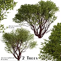 Decorative Acacia Pycnantha Tree Ornament Set With 2.5m Height And Multiple Views Display Arrangement