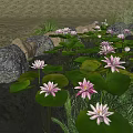 Garden Ornamental Pond with Lotus Leaves Water Lilies Aquatic Plants and Koi Fish