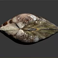 Colorful Striped Clam Shell Aquatic Animal With Shiny Surface And Natural Texture
