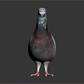 Pigeon Edible Pigeon Play Pigeon Racing Pigeon Military Pigeon Experimental Pigeon Wild Pigeon Rock Pigeon Raw Pigeon 3d model