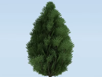 Evergreen Tree With Dense Green Foliage And Conical Shape Against Light Blue Sky 3d model