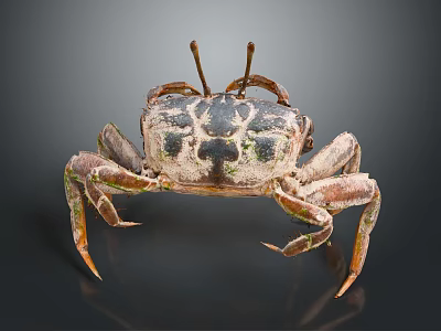 Spotted Crab With Long Antennae And Brown Green Legs On Dark Background 3d model