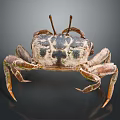 Spotted Crab With Long Antennae And Brown Green Legs On Dark Background