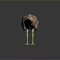 Brown Patterned Bird With Long Yellow Legs And Beak On Dark Background 3d model