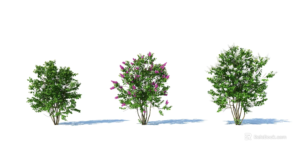 Three Garden Shrubs Featuring Purple Flowering And Green Leaf Varieties 3d model 