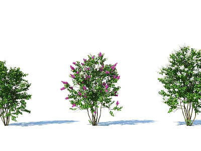 Three Garden Shrubs Featuring Purple Flowering And Green Leaf Varieties 3d model