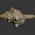 conch bone snail snail field snail shellfish marine animal fish freshwater fish marine fish animal 3d model