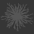 Arbor Showcasing Line Drawing Style With Detailed Branch Structure On Black Background