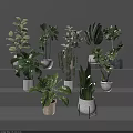 Decorative Indoor Potted Houseplants With Various Leaf Shapes In Ceramic Pots On Gray Shelves