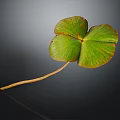 Three Leaf Clover Plant with Green Leaf Distinctive Shape and Natural Reflection on Dark Background 3d model