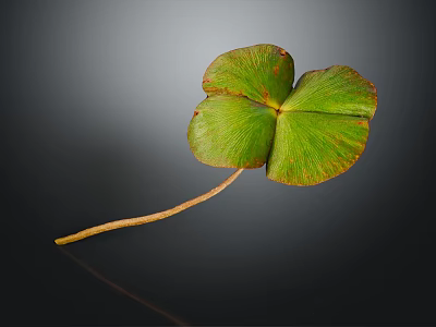 Three Leaf Clover Plant with Green Leaf Distinctive Shape and Natural Reflection on Dark Background 3d model