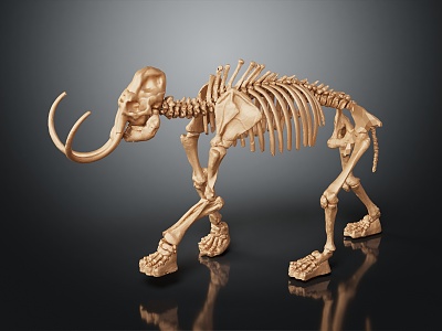 Modern skeleton elephant skeleton bone 3d model