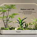 Indoor Landscape With Various Green Plants Flowers Small Light And Nature Life Theme