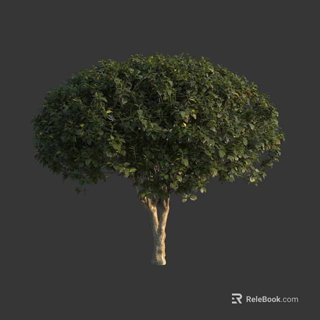 Round Shaped Shrub With Lush Green Foliage And Woody Trunk For Garden Landscaping 3d model 