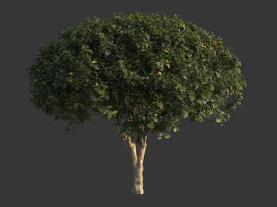 Round Shaped Shrub With Lush Green Foliage And Woody Trunk For Garden Landscaping 3d model