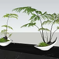 Beautiful Elegant Bonsai Fern Plants In White Pots On Black Marble Tabletop