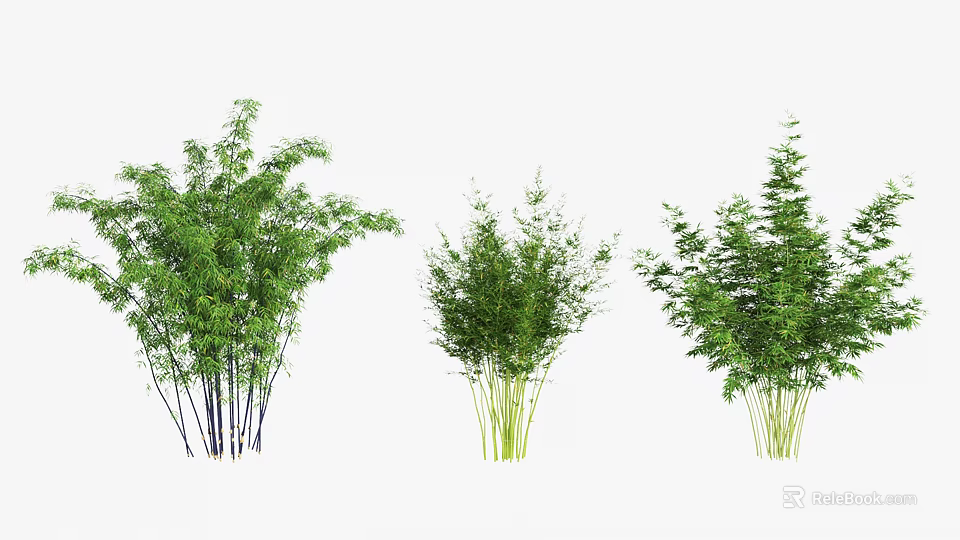 Green Bamboo Plants With Various Heights And Lush Foliage In Natural View 3d model 