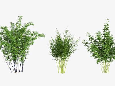 Green Bamboo Plants With Various Heights And Lush Foliage In Natural View 3d model