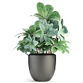 Varied Indoor Potted Plants In Gray Pots With Diverse Leaf Types For Home Decor