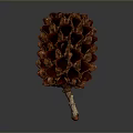 Natural Dried Pine Cone Plant With Brown Red Scales And Conical Shape