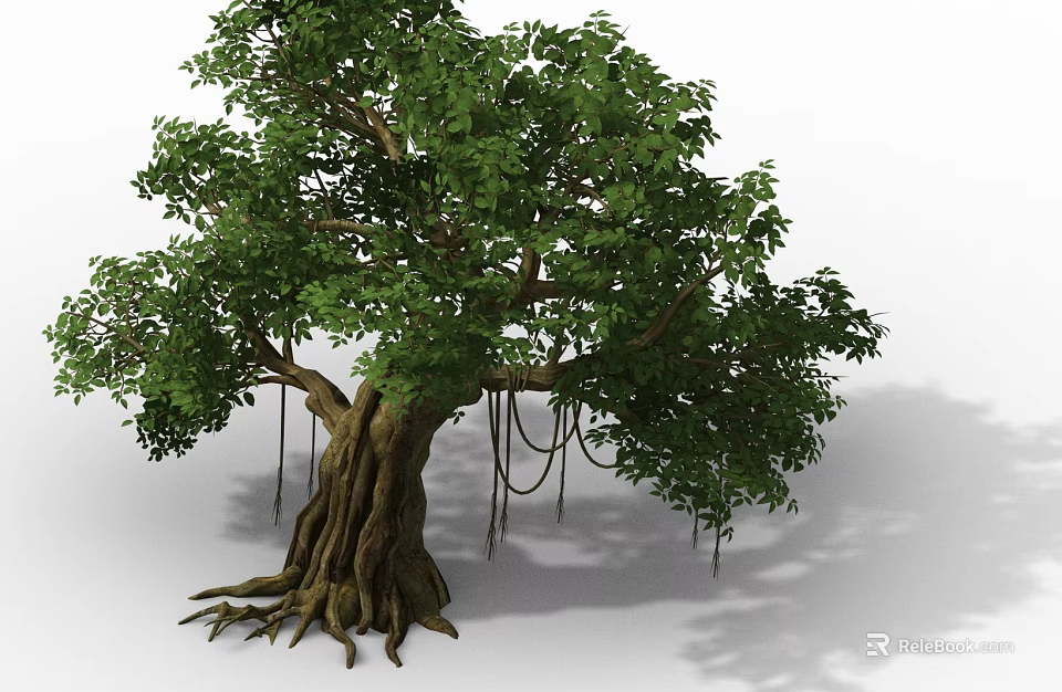 Large Arbor With Thick Trunk Lush Green Leaves Developed Roots And Aerial Roots 3d model 