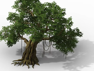 Large Arbor With Thick Trunk Lush Green Leaves Developed Roots And Aerial Roots 3d model