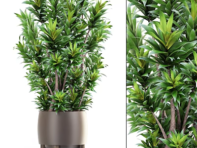 Lush Green Bonsai Potted Plant With Dark Brown Pot And Upright Stems 3d model