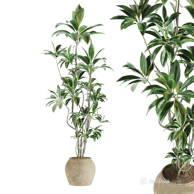 Bonsai Plant With Lush Green Foliage In Stylish Ceramic Pot For Home Decoration 3d model 