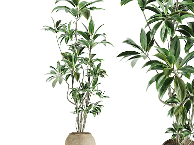 Bonsai Plant With Lush Green Foliage In Stylish Ceramic Pot For Home Decoration 3d model