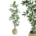 Bonsai Plant With Lush Green Foliage In Stylish Ceramic Pot For Home Decoration