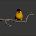 Yellow and black headed bird with red beak perched on tree branch in gray background