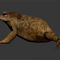 Brown Toad With Textured Skin Lying On Smooth Dark Surface With Reflection