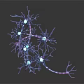 3D Rendered Organ and Hair Structure Featuring Branching Fibers Glowing Blue Nodes Purple Strands