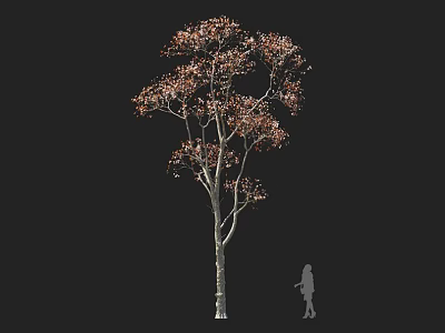 Tall Arbor With Brown Leaves And Slender Trunk Against Black Background With Human Silhouette 3d model