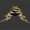 Vibrant Green Frog With Brown Markings And Long Legs On Reflective Dark Surface