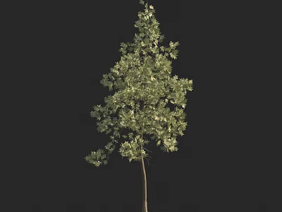 Lush Green Arbor Tree With Dense Foliage And Straight Trunk Structure 3d model