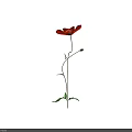 Red Poppy Flower With Green Stem Leaves And Bud On Black Background